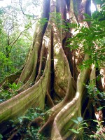 Mosaic Art Retreat Costa Rica