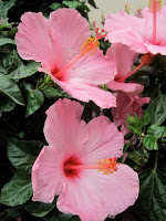 Hibiscus Costa Rica Global Mosaic Project