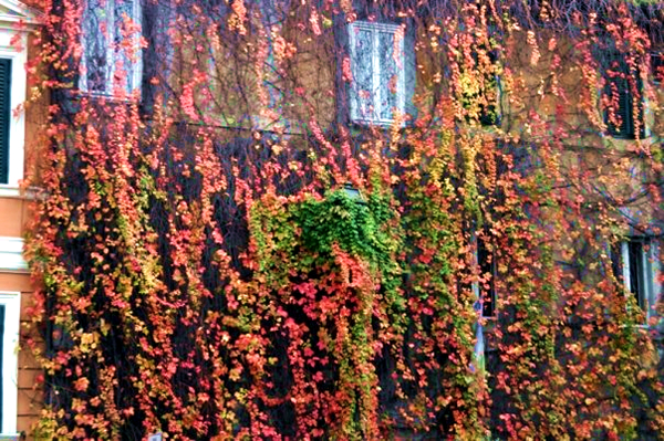 Fall Vines in Italy
