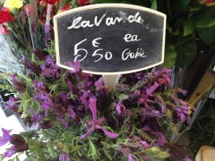 Lavender in Provence