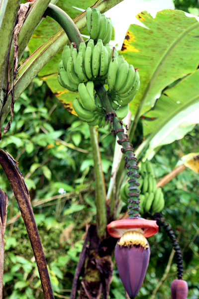 Flora and Fauna Workshop 2013