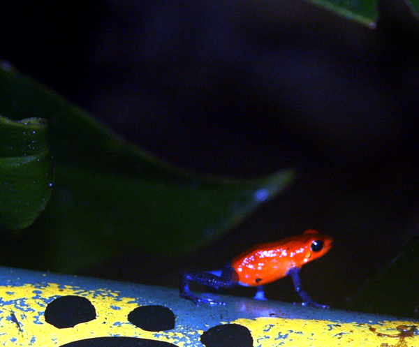 Flora and Fauna Workshop 2013