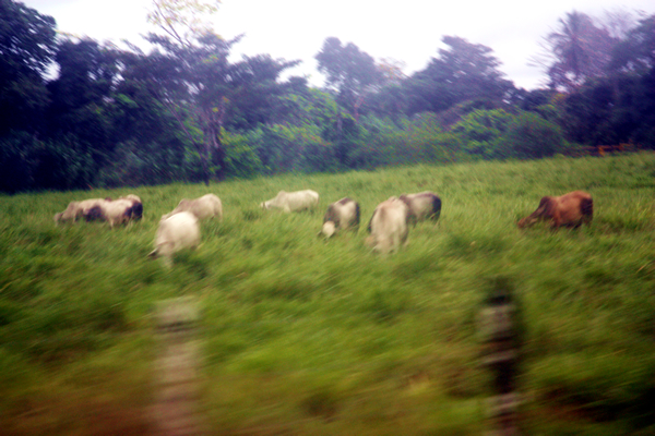 Flora and Fauna Workshop 2013