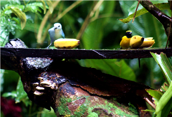 Flora and Fauna Workshop 2013