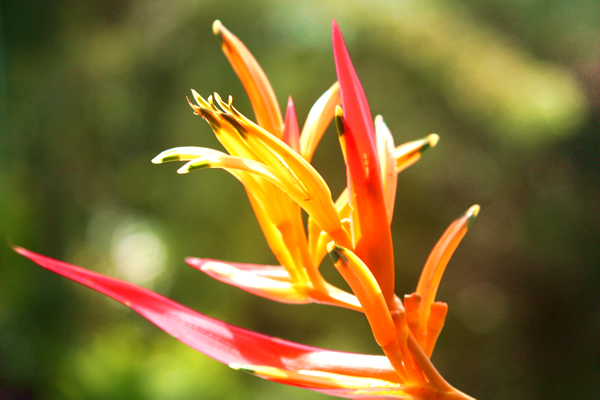 Flora and Fauna Workshop 2013