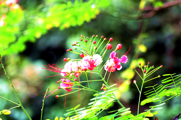 Flora and Fauna Workshop 2013