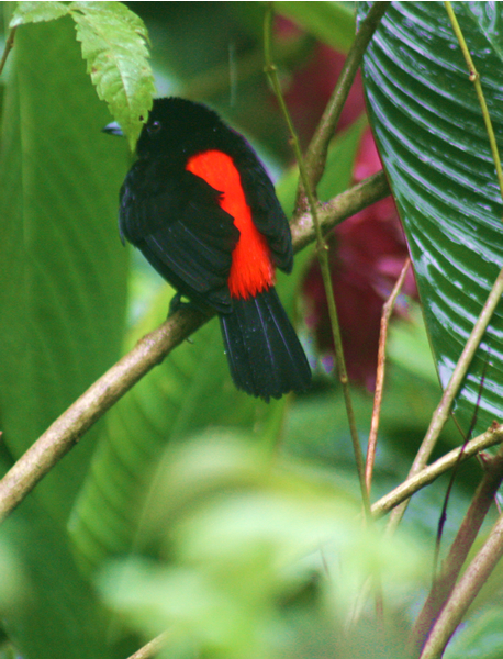 Flora and Fauna Workshop 2013