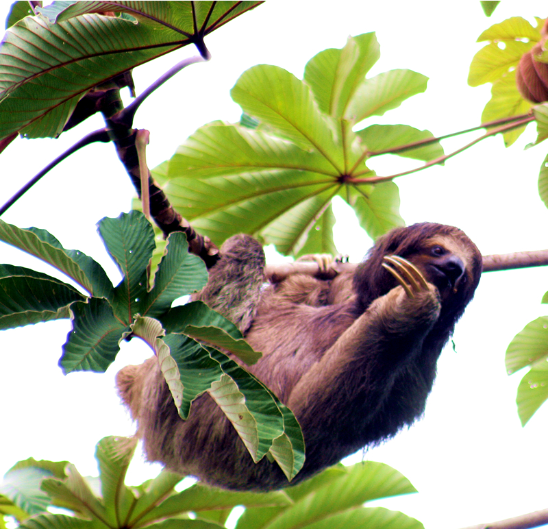 Flora and Fauna Workshop 2013