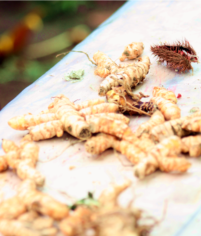 Flora and Fauna Workshop 2013