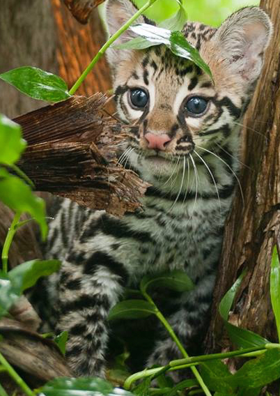 Mosaic Workshop Costa Rica