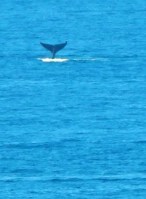 Mexico Whalewatching