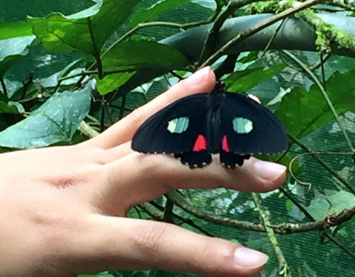 Costa Rica Art Retreat