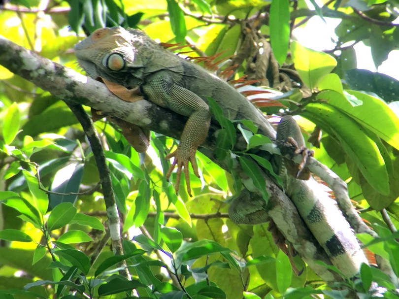 Costa Rica Art Retreat